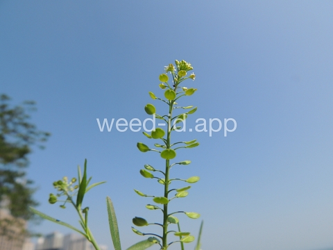 pepperweed, Virginia